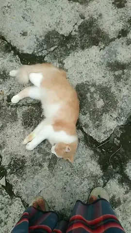 🐱😜#layangan #pegonceper #pegontulungagung #fyp #foryoupage 
