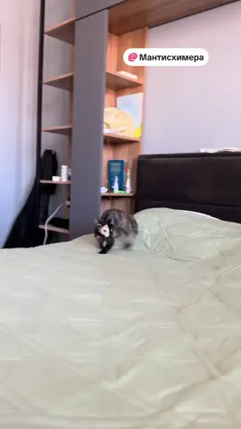 #мантис #котенокпоименигав #котикизахватчики #мими 