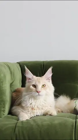 Sharing more about the gentle giants of the cat world @wisteria wildcats 