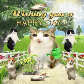 HAPPY DAY!!! 😽😽😽 #sillycat #viralcat #catlover #sillycatsoftiktok #catsoftiktok 