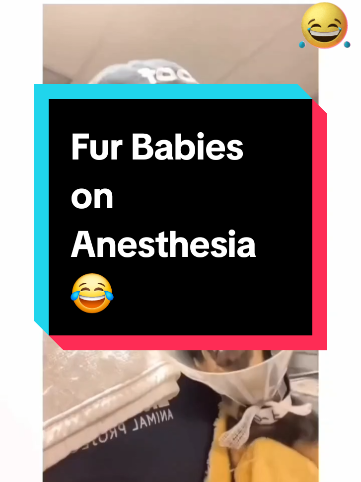 Fur Babies on Anesthesia is one of the funniest things I've ever seen 😂 #funnyvideo #PetsOfTikTok #petlover #funnytok #fyp #funnymemes #viral #petmom #animallover 