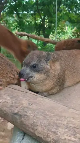 #zoo #animals #nature #funnypets #randomhashtag 