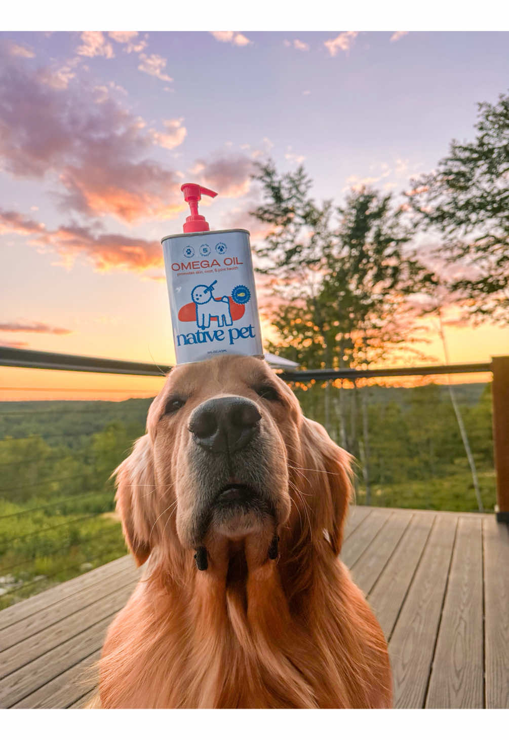 Sunsets & @Native Pet✨ He always freezes when doing his “Steady” command. Native Pet Omega Oil is 20% off with code GOLDNTITO on their website🤍|| #golden #goldenretriever #goldenretrievers #nativepet #nativepetomegaoil 