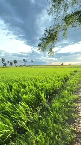 #កម្ពុជា #ទេសភាពស្រុកស្រែ🌄🏜️🌱🌼🌾🐟 #ស្រុកស្វាយអន្ទរ_ខេត្តព្រៃវែង_ផ្ទះខ្ញុំ💞 #ធម្មជាតិ #ជីវិតសាមញ្ញ #🌾 #🌧️ #🦋 #មើលមិនចេះធុញ🌱🌾🦋❤️  @MUSICIAN MAN  @Da 💫 @ផ្លូវចិត្ត-plovchet @Around Khmer Land🌾🏡  ស្រលាញ់ទេសភាពបែបនឹងណាស់🍀🌱🌾🦋❤️