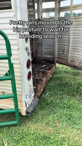 #ncfarm #farmlife #britishwhitecattle 