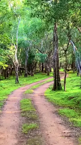 #hotel #wilpattu #nature #wilpattunationalpark #nature 