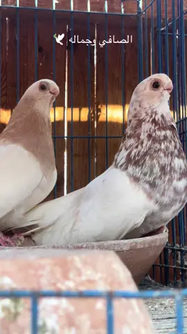 ❤️❤️❤️🕊️