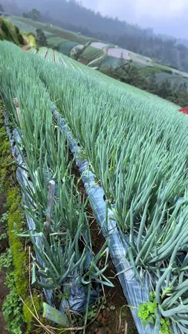 tukuo dwee rasah manja🙈 #petaniindonesia🇮🇩🇮🇩🇮🇩🌿🌿 #masukberanda #fyppppppppppppppppppppppp #petanimuda #wonosobo24jam 
