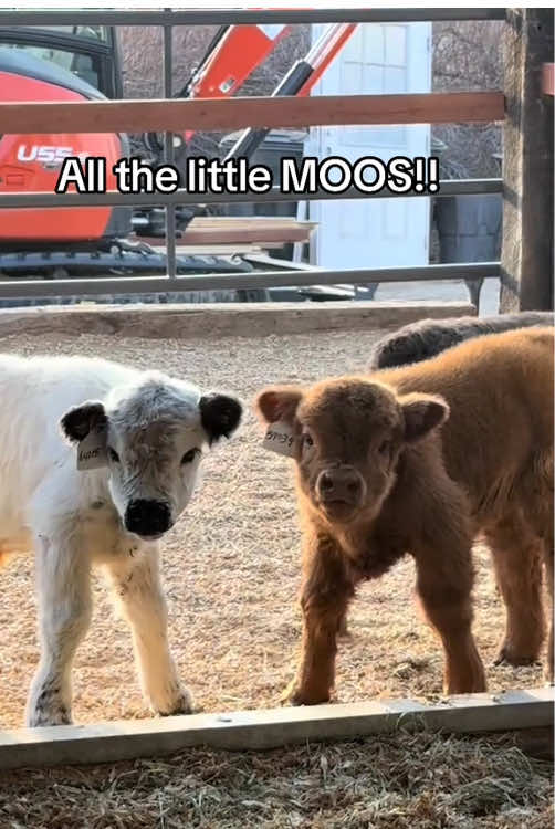 Funny cow 🐄 #happy #cows #foryou #animals #usa_tiktok 