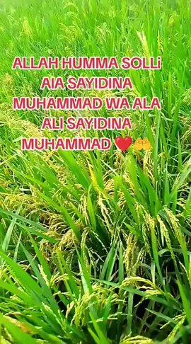 Asalamu alaikum wr wb slmt siang semuanya ❤️❤️❤️❤️❤️