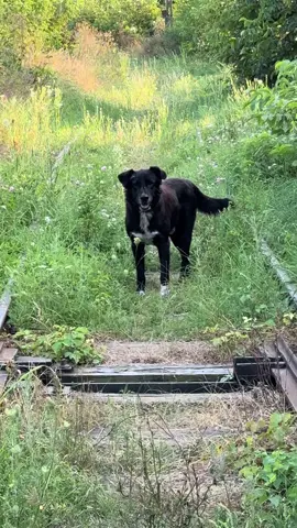 #dog #kalm 