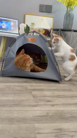 They are fighting for this tent 😂☺️if you have two or more cats buy more to stop this situations happen #catbed #cattent #catlover #cattok #cathouse 