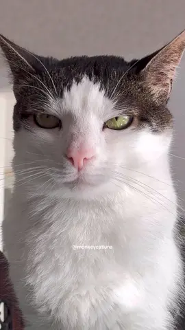 Beloved Luna 