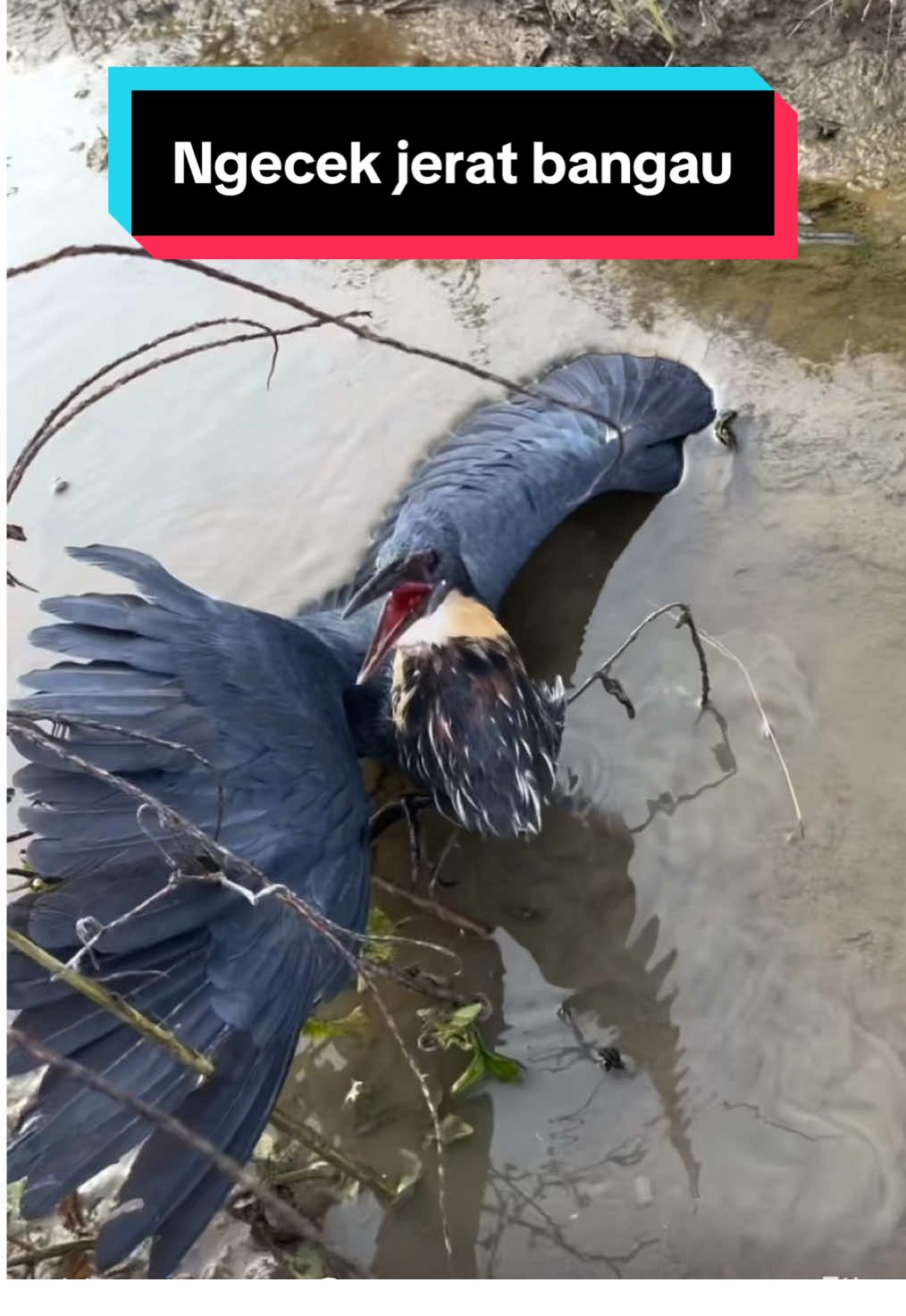 Saatnya cek jerat lagi teman-teman, semoga ada rezeki #jeratburung #jeratruakruak #bangau #petualangan #fypage 