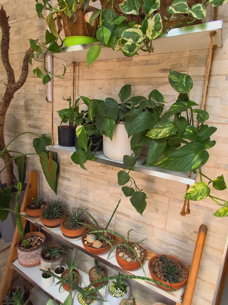 كن مستلذا بهدوئك و أوقاتك التي تمر بسلام  #نباتات #سلام #plants #peace #plantsoftiktok 