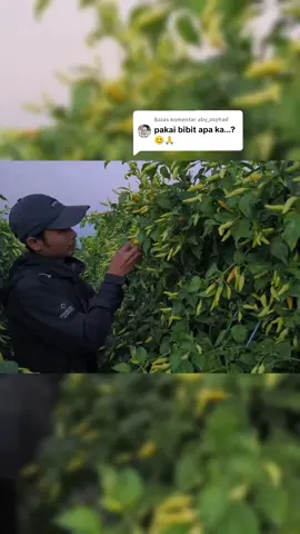 Membalas @aby_asyhad ini benih cabai orlyn buah lebat