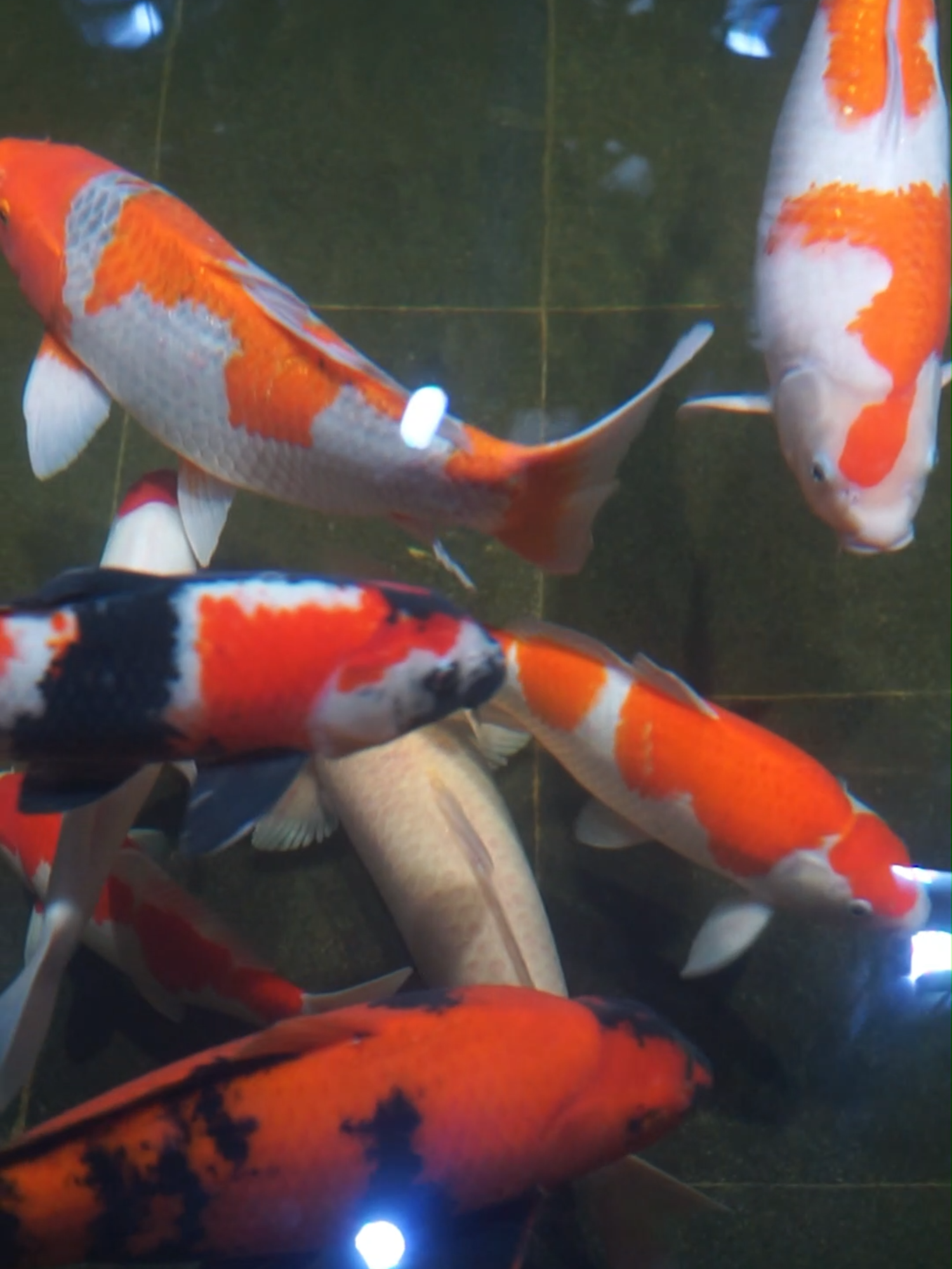 Kedatangan ikan-ikan baru.. #koi #koipond #naturalkoipond #kolamkoi