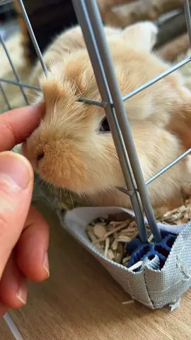 my little babies 🥺🐇🩷#cutepet #bunnies #babybunny #minilop #babyanimals 