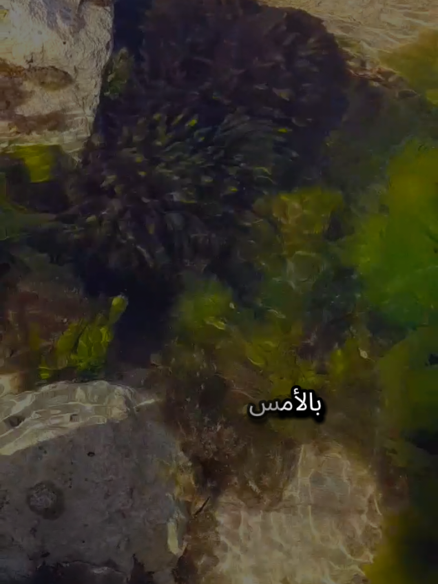 بالأمس كنت ما أحلاك واليوم علي ما أقساك كنت لا أريد في الدنيا سواك واليوم لا أريد إلا أن أنساك #اسطنبول #تركيا #الغربة #مغترب #شعروقصايد 