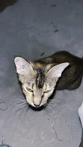 kucing proyek join trend #lyrics #dessert 