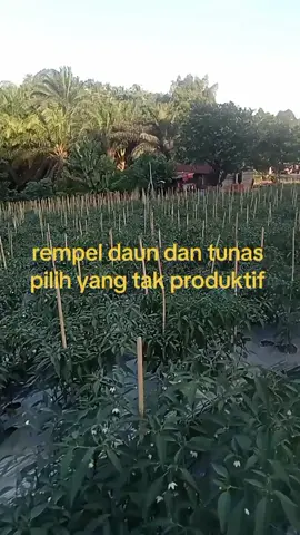 #petanilokal 