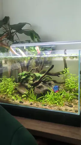 🌿🐟 This Superfish Scaper 90L is home to a vibrant planted aquascape, designed to provide a natural and enriching environment. Our resident betta, Gavin, enjoys exploring the plants and resting on anubias leaves, while a group of copper harlequins and normal harlequins bring movement and balance to the mid-water. The mix of species is carefully chosen—betta and harlequins are peaceful tankmates when kept in a well-planted space with plenty of swimming room. 🌱💧 #aquascaper #bettatank #betta #plantedaquarium #fishkeeping 