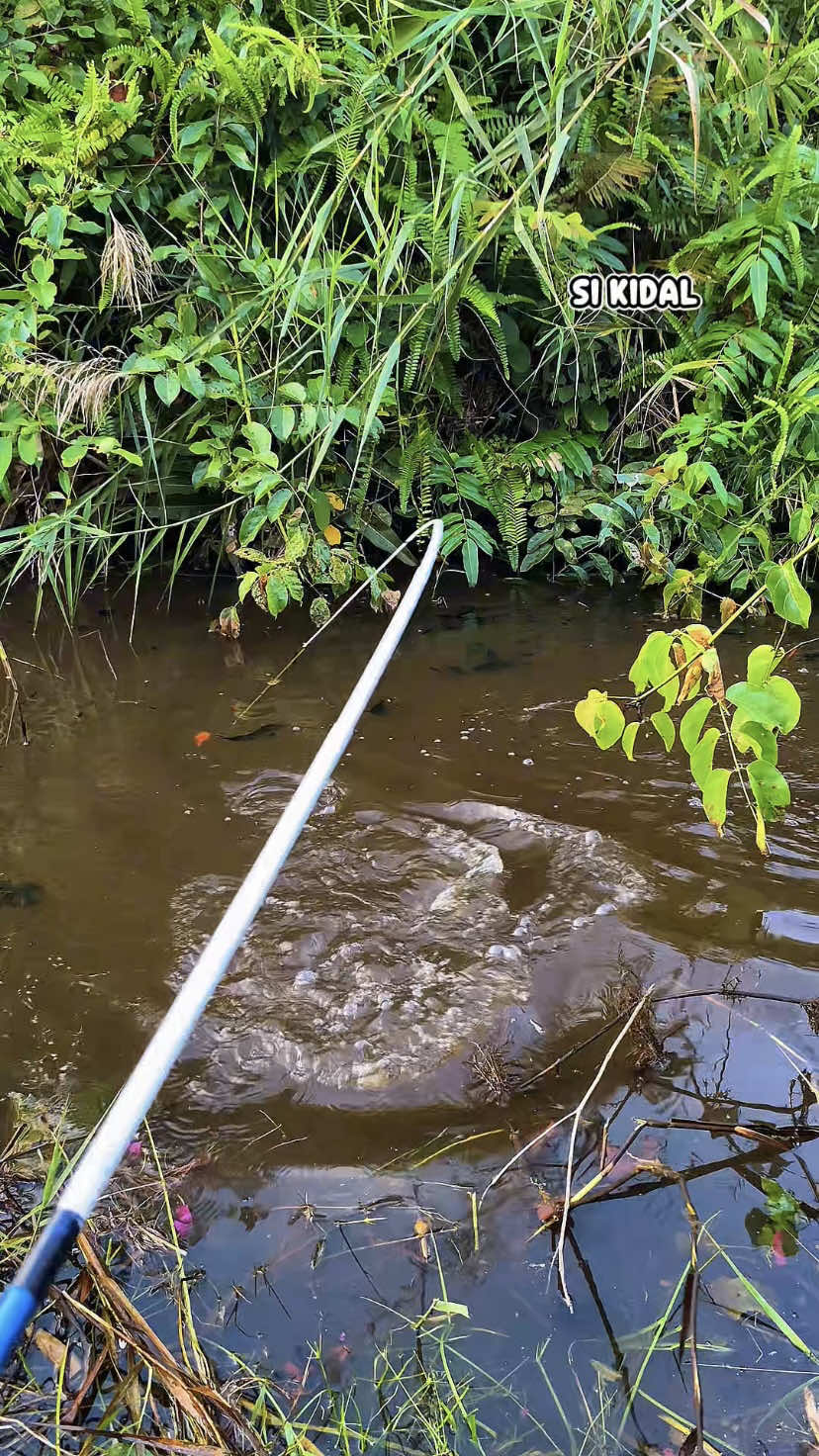 nasib nasib….. #SIKIDAL #fyp #fypage #mancing #fishing 