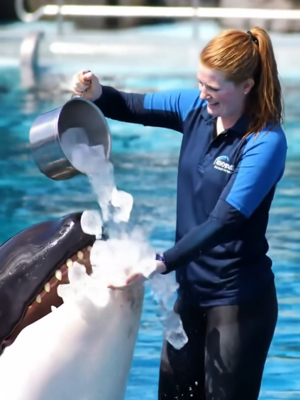 #trending #orcas #dolphintrainer #ice #fyp @Every Anyone 