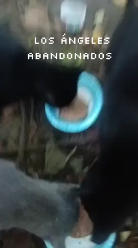 ayudalos dales agua y comida y amor