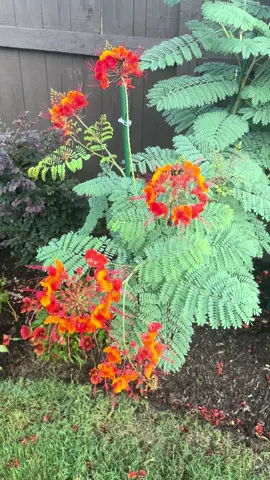 Pride of Barbados! My plant that makes me happy! It makes my garden happy. They’re very low maintenance too.  #garden #gardening #gardentok #flowers 
