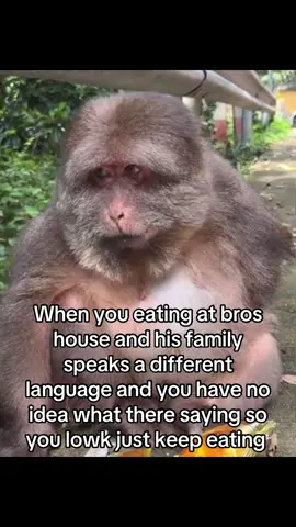 True story btw.    #fyp #language #foryou #fypシ #monkey 