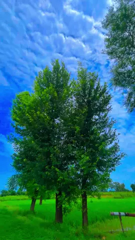 #🍂میرا-سونا_ پنڈ_لنگے-ضلع -سیالکوٹ🌅🍃🌾❤️#shabanhaider1000✅🌱 #foryoupage #unfrezzmyaccount 