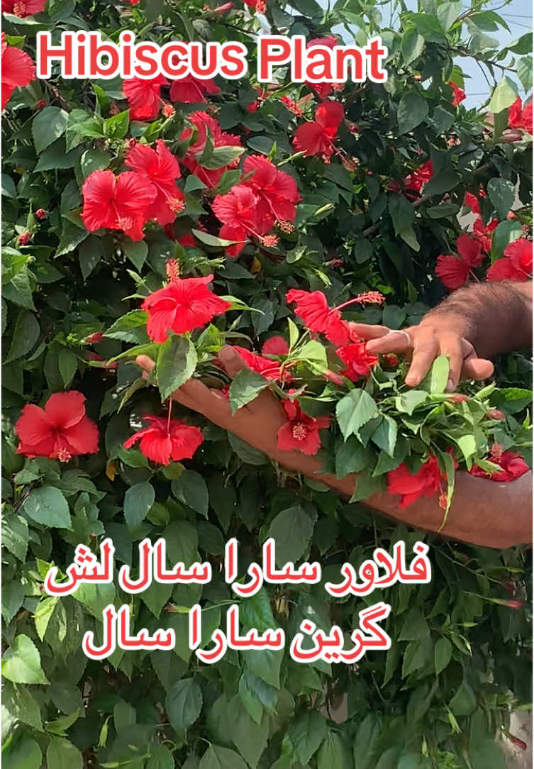 #viralvideo #viralvideo فلاور سارا سال لش گرین سارا سال#roseplantnurseryfarm 