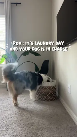 The only trick you need to teach your dog 🤭 🧦 