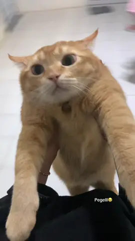 #fyp #oyen #kucing #cat #catsoftiktok 