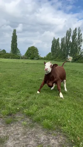 Happy cows 🐄 #happy #funnyvideos #catu #animals #cow 