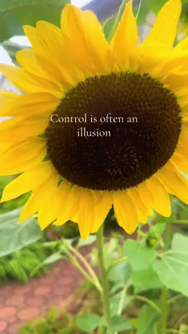 God is ALWAYS in control #jusmemari #sunflowers ##Helianthophobia
