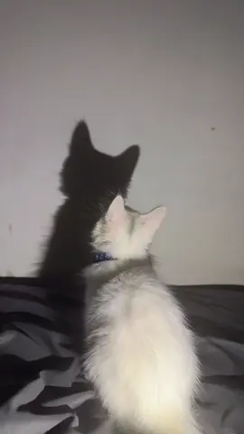 kenapa pake adegan loncat siikk 😩 #shadowdance #shadow #trend #cat #catsoftiktok 