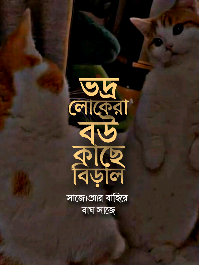 ভদ্রলোকরা বউ এর কাছে বিড়াল সাজে। আর বাহিরে বাঘ সাজে🤧!! #islamic_diary3 #alaminofficial2 #AF_modon #allah 