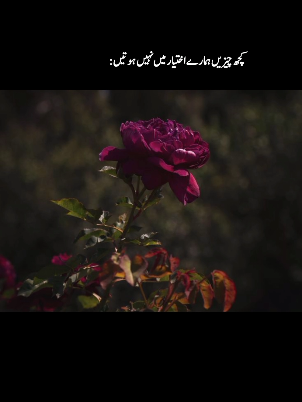 گفتگو کیجیے مگر احتیاط کے ساتھ ۔۔۔ لوگ مر بھی جاتے ہیں الفاظ کے ساتھ ۔۔۔ ۔ ۔ ۔ ۔ ۔ ۔ ۔ ۔ ۔ ۔ ۔ #fyp #aesthetics #foryou #foryoupage #fyppppppppppppppppppppppp 