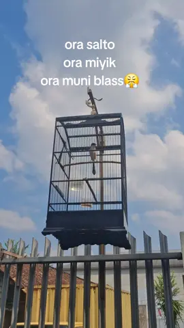 mbagus i tokk cahh ora munii#cendetmaniaindonesia #cendetjatim #cendetindonesiaraya #cendetmadura #cendettrotolponorogo 