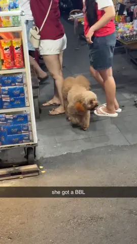 dog got a bbl 