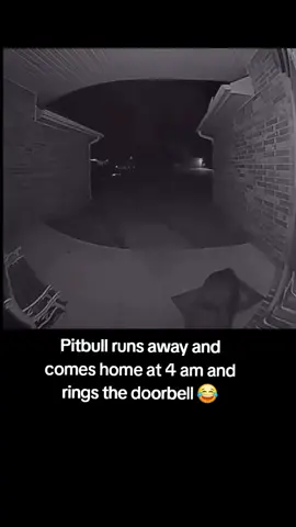 #Pitbull runs away and comes home at 4 am and rings the #doorbell 😂 #dog #pet 