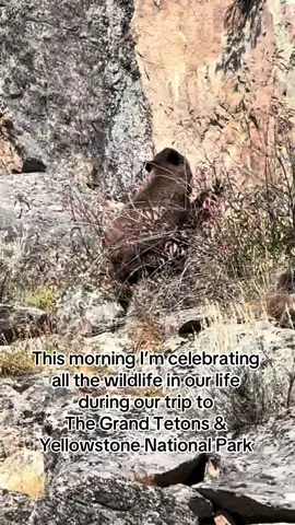 #blackbear #moose #buffalo #coyote #badger 
