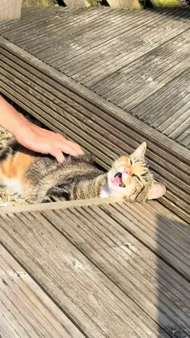 That’s the spot #missmaplemeow #thatsthespot #catsoftiktok #kittentok #kittensoftiktok 