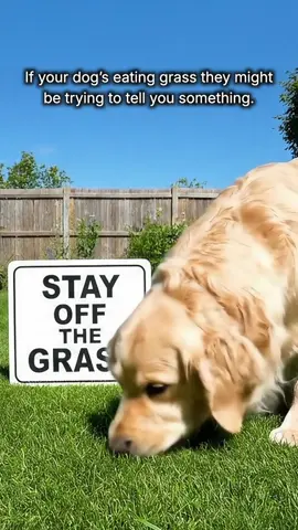 Your dog's weird need to eat grass could be a red flag...You see dog's often do this when their gut balance is out of whack and you may even notice frustrating behaviors like itching or paw licking! Fortunately, dog parents have found a super simple way to address this with the help of 1 single chew 😍