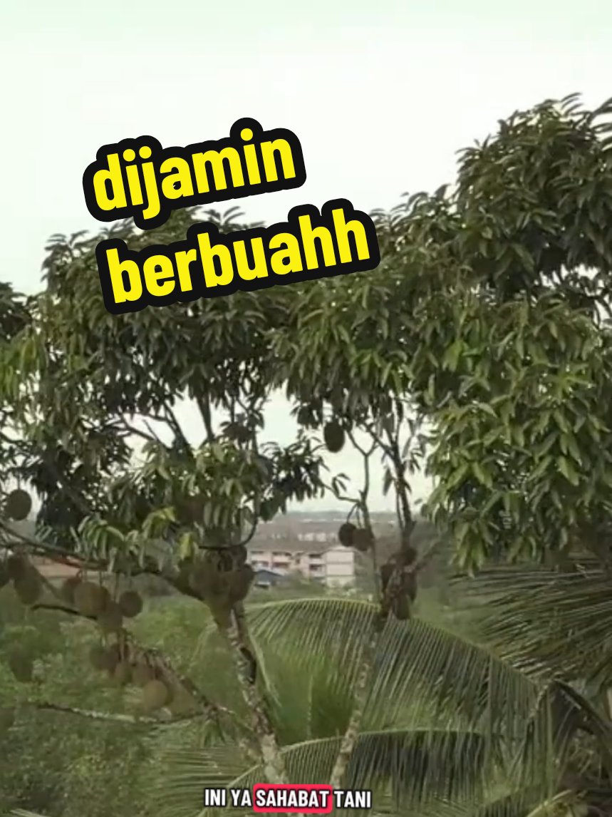 cara mlebatkn pohon durian yang sulit berbuahh#petaniindonesia🇮🇩🇮🇩🇮🇩🌿🌿 #pyfツ 