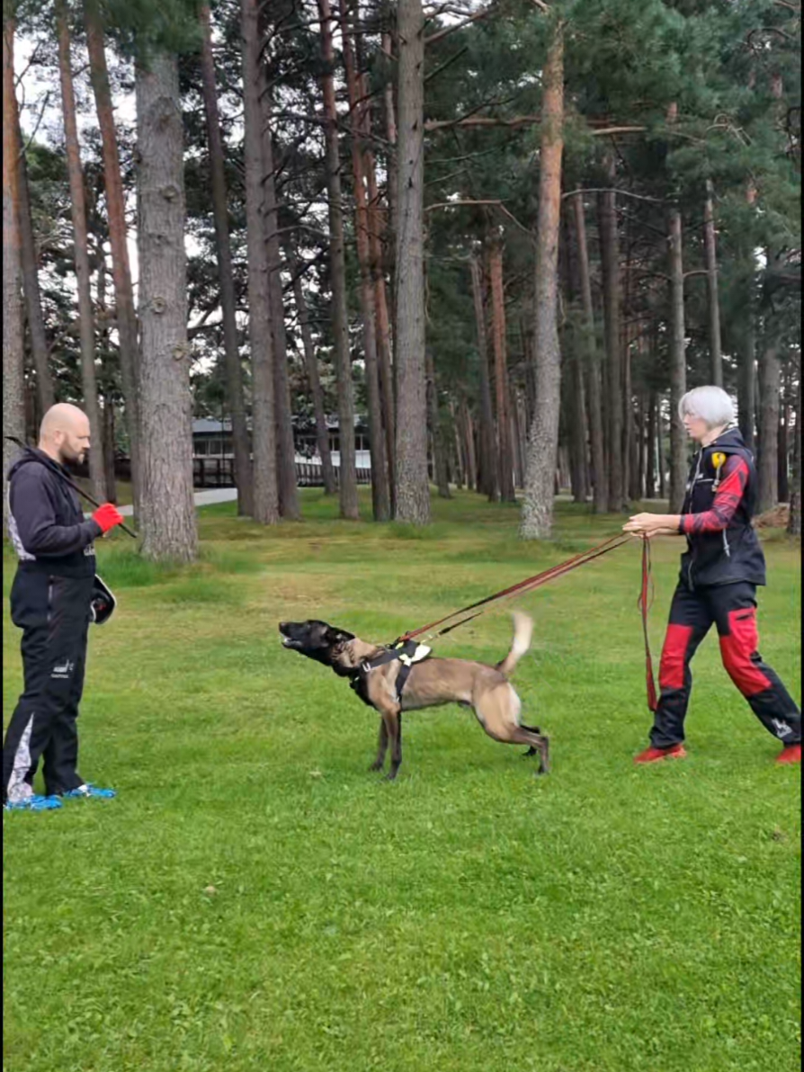 #Igp #sport #team #maler0ss #malinois Protection workout  @Jānis Grīnfelds   Piesakies aizraujošiem treniņiem ari Tu! 🤗