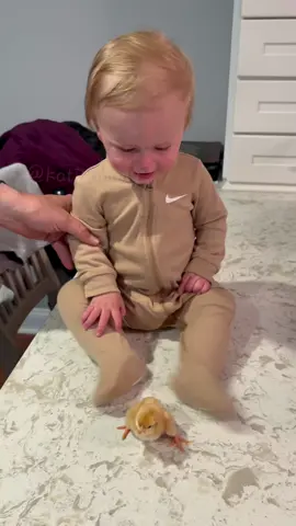 Chick 🐥#funnyvideos #PetsOfTikTok #animals #foryou #chicken #fyp #fypシ #cute 