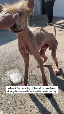 PLEASE USE OUR PAYPAL LINK IN BIO TO HELP THIS INNOCENT SOUL🙏🙏😭😭